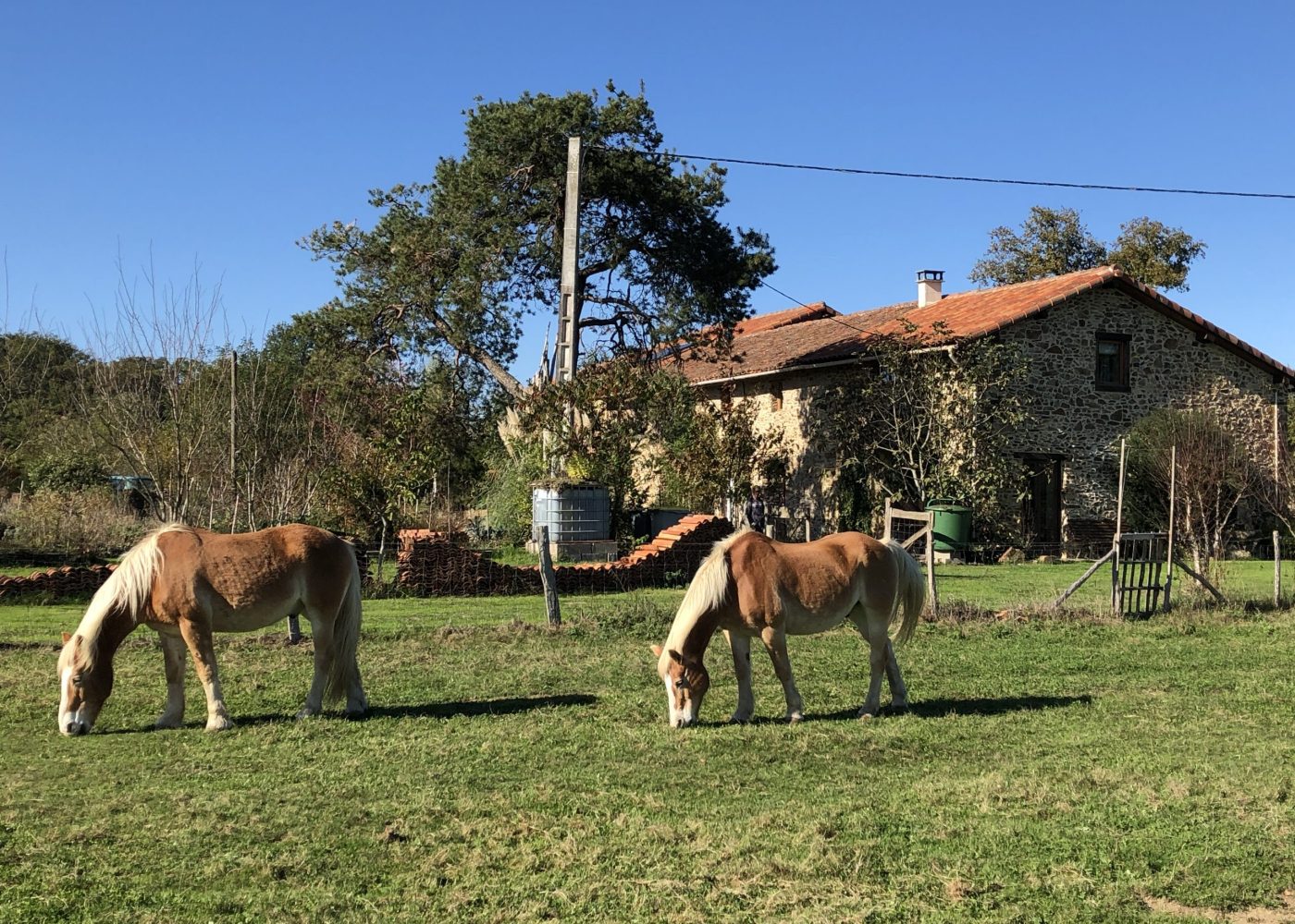 Paarden voor boerderij