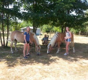paarden camping
